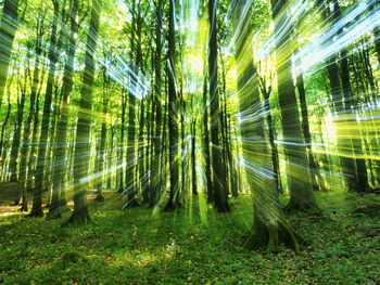Digital composite image of trees on field in forest