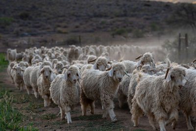 Sheep standing in a field