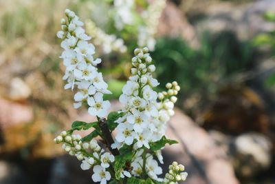 Close-up of white flowering plant