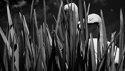 Close-up of flamingos seen through plants