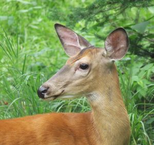 Close-up of deer on field