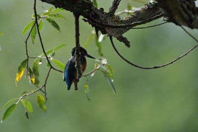 Kingfisher perching on branch