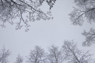 Low angle view of bare trees against clear sky