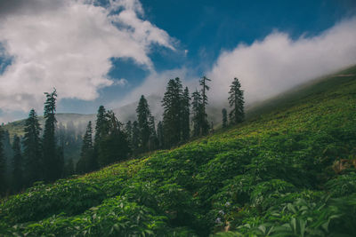 Plants growing on land against sky