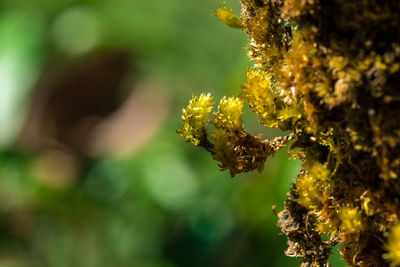 Close-up of yellow flowering plant