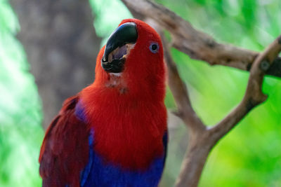 Close-up of parrot perching on branch