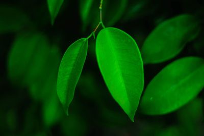 Close-up of fresh green plant