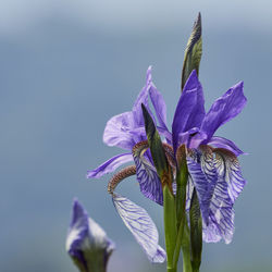 Close-up of purple flowering plant against blue sky