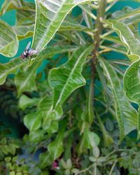 Close-up of plant