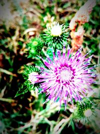 Close-up of purple flowers blooming outdoors