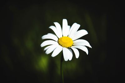 Close-up of white daisy blooming against black background