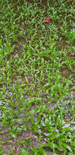 Full frame shot of plants growing on field