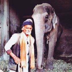 Portrait of elephant standing against wall