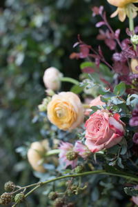 Close-up of pink roses