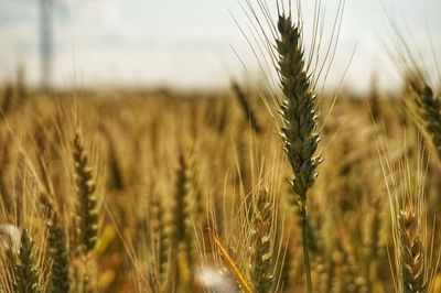 Close-up of wheat growing on field