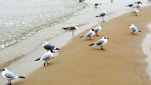 High angle view of seagulls on beach