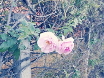 Close-up of pink flowers