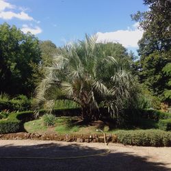 View of trees on sunny day