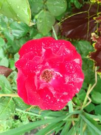 Close-up of raindrops on pink rose flower