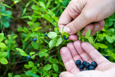 Close-up of hand holding fruit