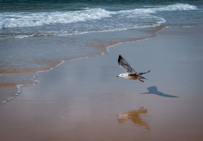 High angle view of seagulls flying over sea