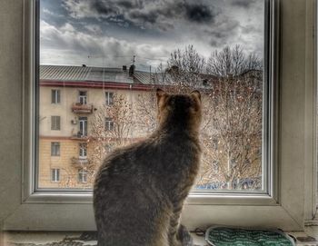 Close-up of cat looking through window