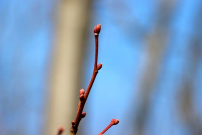 Close-up of red flower buds