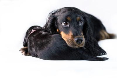 Close-up of black dog against white background