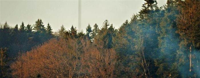 Panoramic view of forest against clear sky