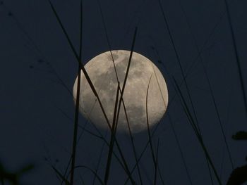 Low angle view of moon against sky