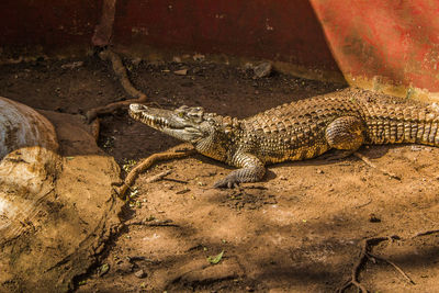 High angle view of lizard on rock