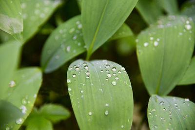 Close-up of raindrops on leaves