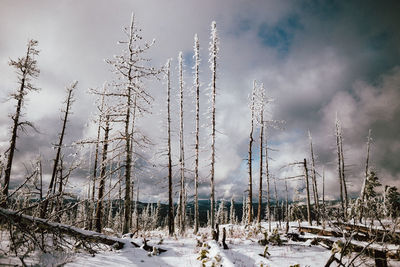 Plants on snow covered land against sky