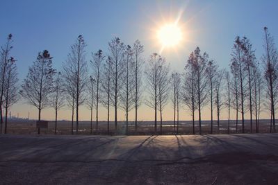 Sun shining through trees