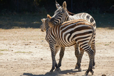 Zebra standing on field at zoo