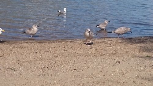 Seagull on beach