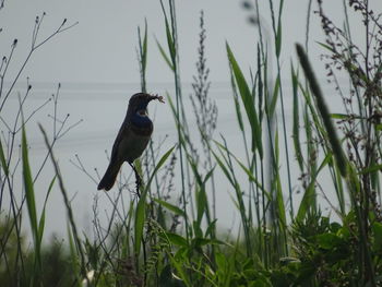 Bird perching on a field