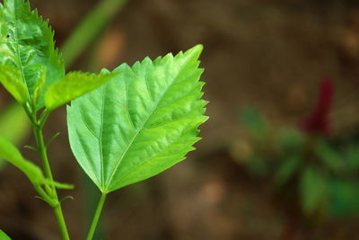 Closeup of beautiful zig zag pattern from green leaf of hibiscus plant in garden