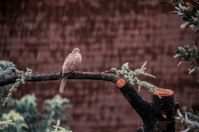 Lonely pigeon perching on branch in a rainy day