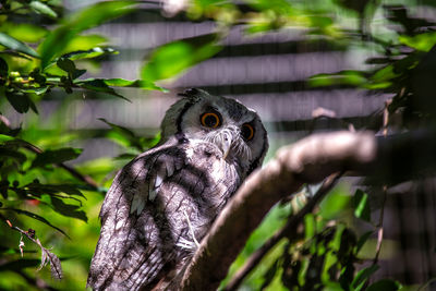 Close-up portrait of owl