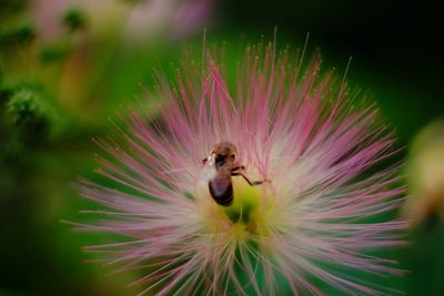 Close-up of bee on pink flower