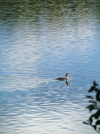 High angle view of ducks swimming in lake