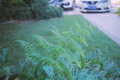 Close-up of plants growing by road