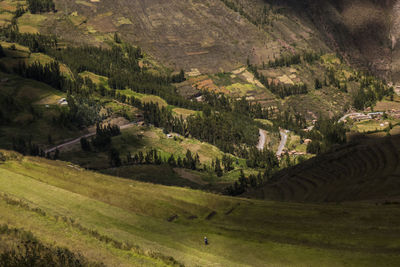 Scenic view of rice paddy