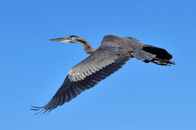 Low angle view of gray heron flying against clear blue sky