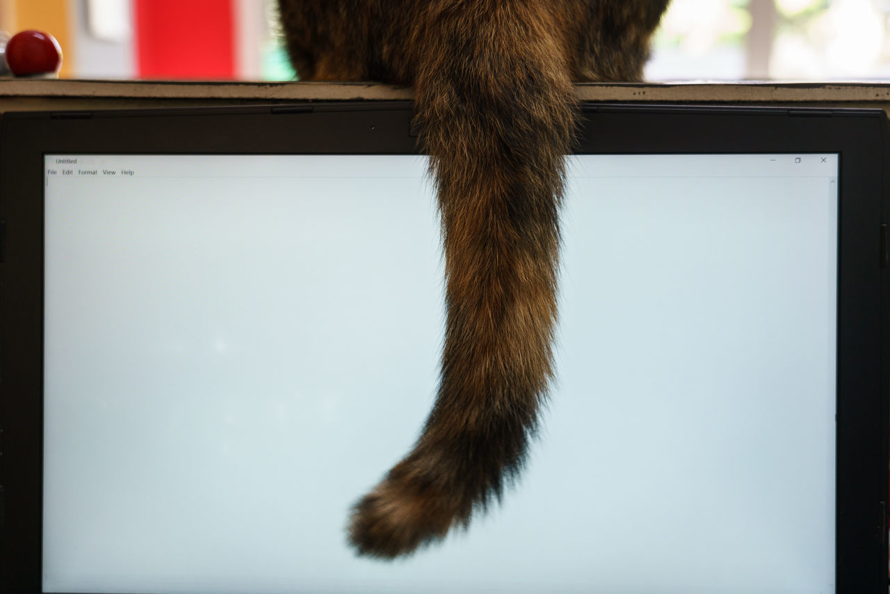 CLOSE-UP OF A CAT ON TABLE