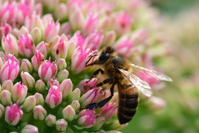 Macro shot of a bee pollinating a sedum flower 