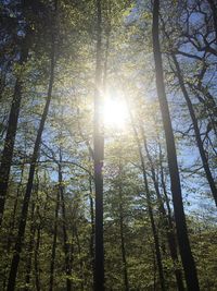 Low angle view of trees in forest against sky