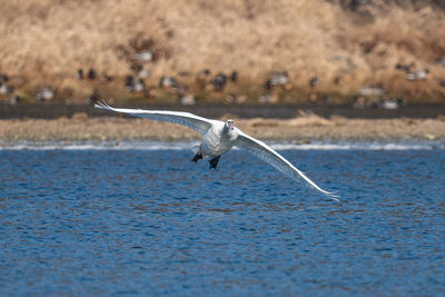 Bird flying over sea