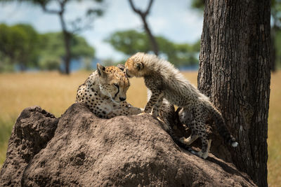 Cheetahs sitting on rock